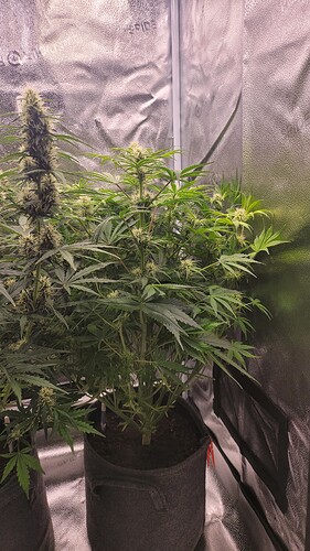 Growreport Bild 4
