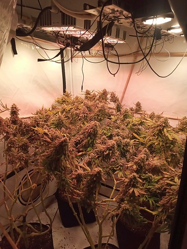 Growreport Bild 29