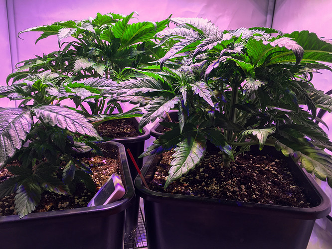 Growreport Bild 3