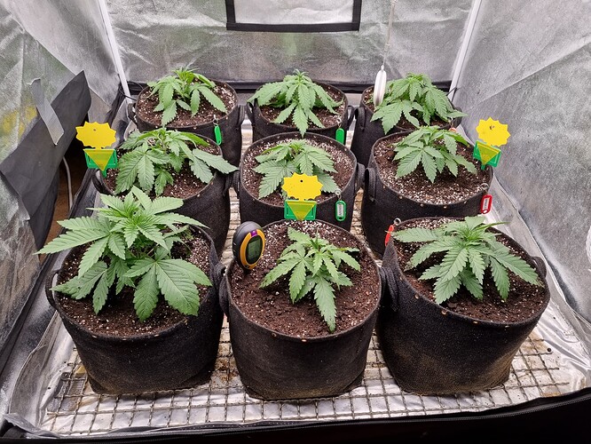 Growreport Bild 38