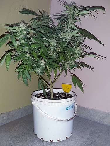 Growreport Bild 4