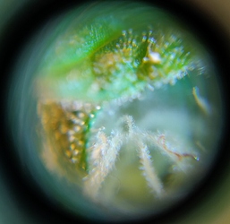 Growreport Bild 6
