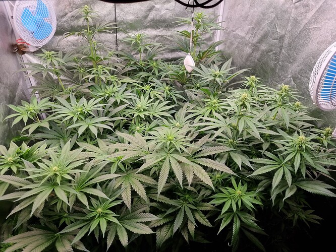 Growreport Bild 72