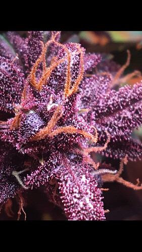 Growreport Bild 10