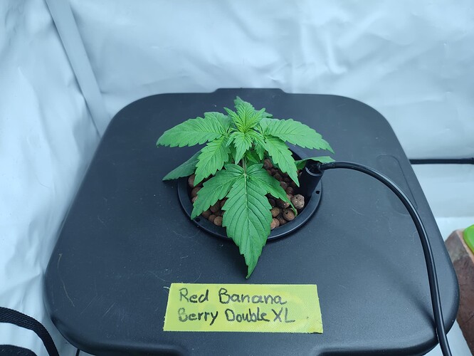 Growreport Bild 35