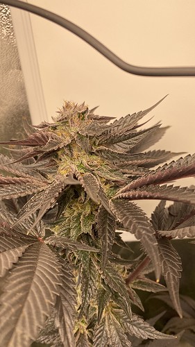 Growreport Bild 21