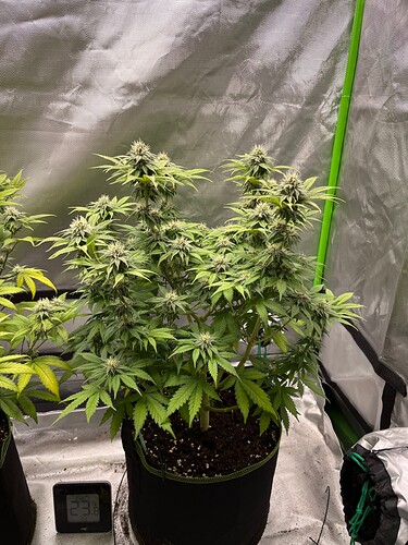 Growreport Bild 3