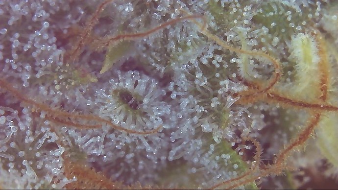 Growreport Bild 24
