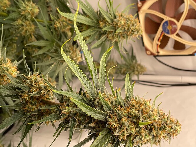 Growreport Bild 5