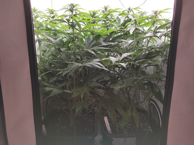 Growreport Bild 3