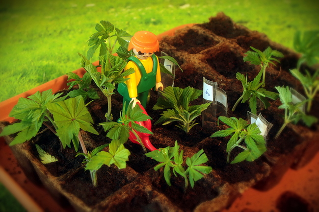 Growreport Bild 14