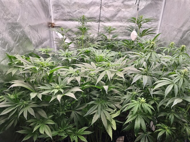Growreport Bild 49