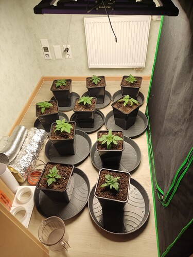 Growreport Bild 25