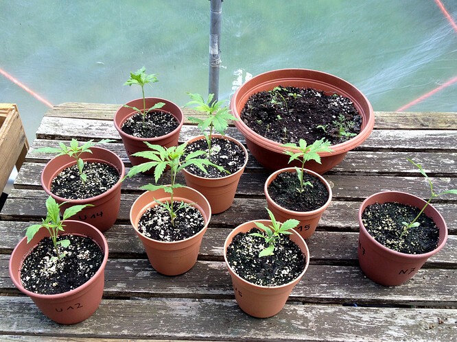 Growreport Bild 32