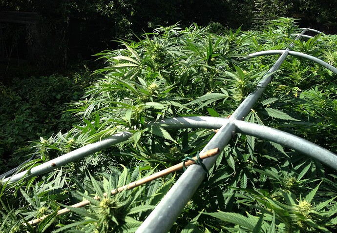 Growreport Bild 13