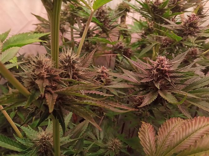 Growreport Bild 12