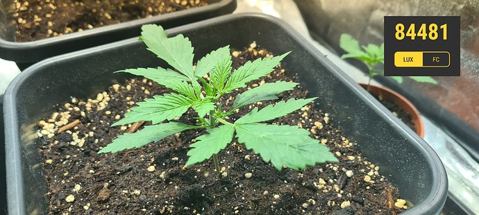 Growreport Bild 6