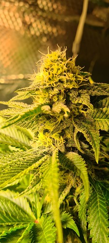 Nahaufnahme eines Cannabis-Buds in der Blütephase, mit vielen Trichomen und Pistillen.