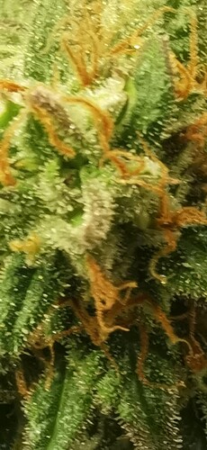 Growreport Bild 11
