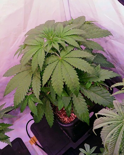 obscura1662029343032