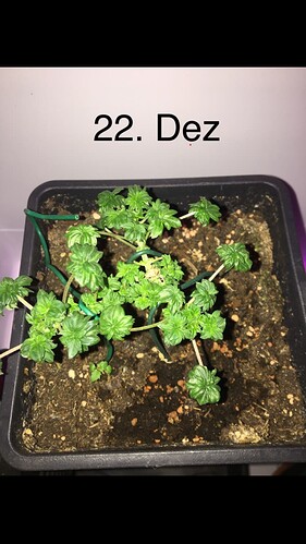 Growreport Bild 9