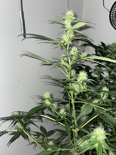 Growreport Bild 28