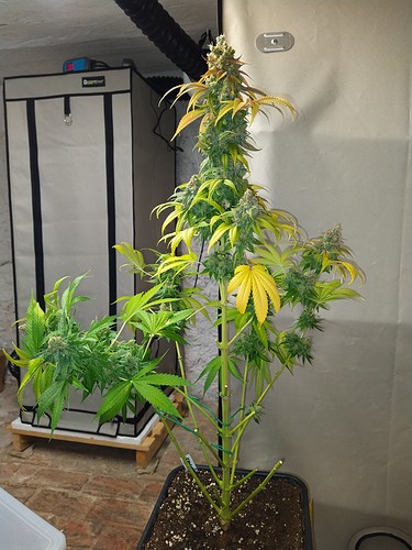 Growreport Bild 10