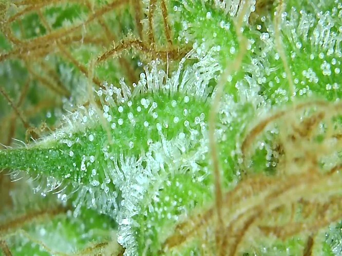 Growreport Bild 5