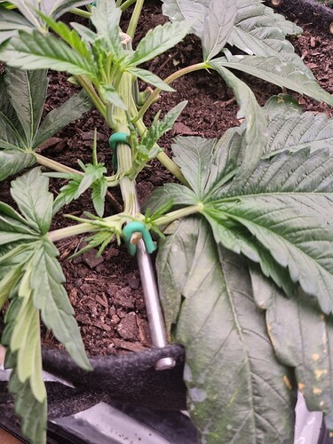 Growreport Bild 24