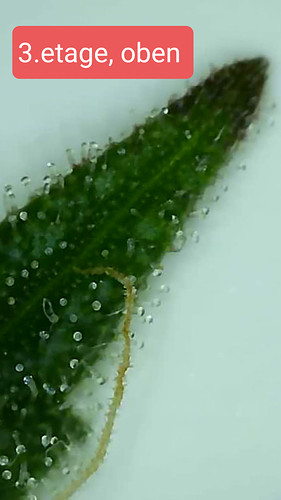 Growreport Bild 6