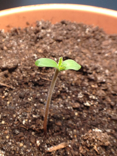 Seedling1_JD01_230410_1