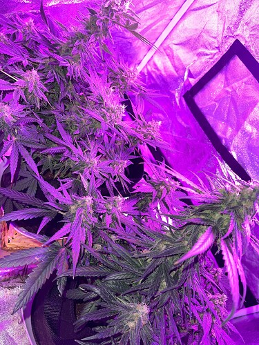 Growreport Bild 3