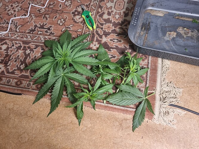 Growreport Bild 25