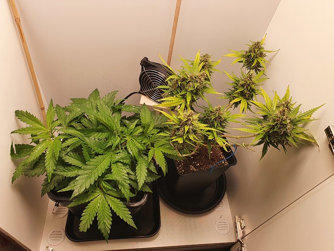 Growreport Bild 3