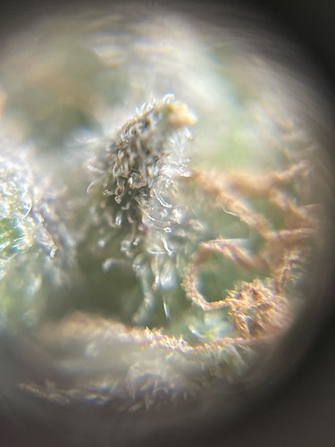 Growreport Bild 2
