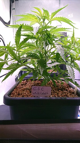 obscura1613302676298