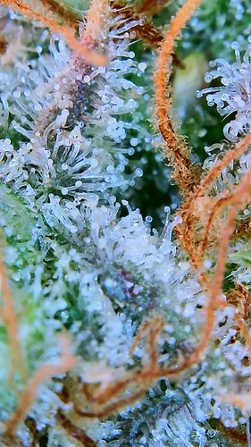 Growreport Bild 27
