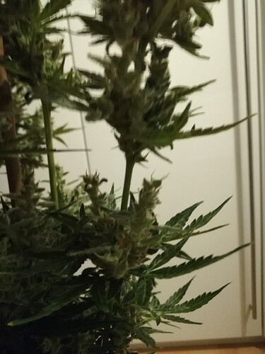 GG#3_240119-4