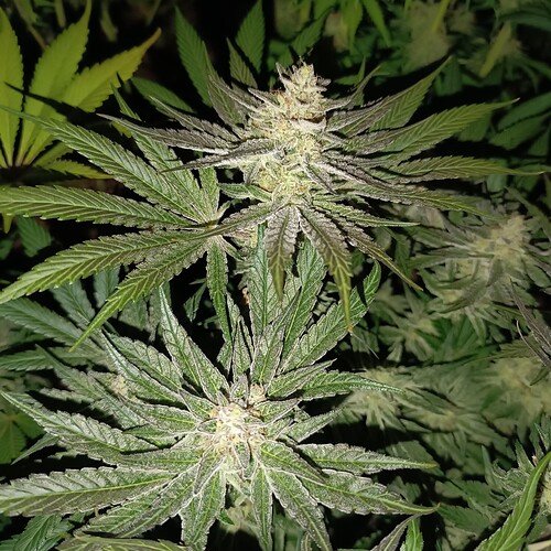 Growreport Bild 12
