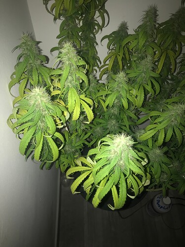 Growreport Bild 3
