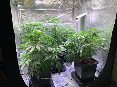 Growreport Bild 1