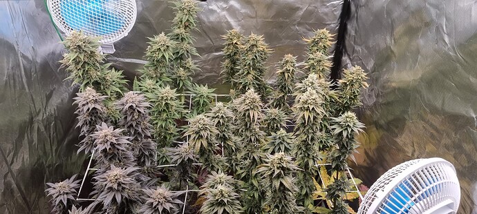 Growreport Bild 40