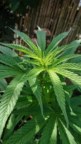 obscura1659098823813