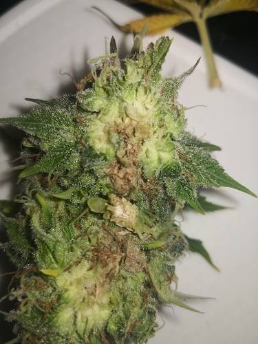 Growreport Bild 5