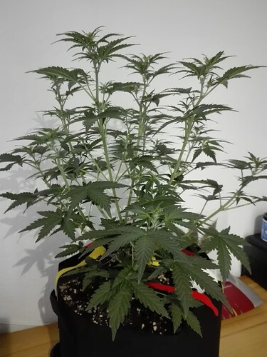 Growreport Bild 7