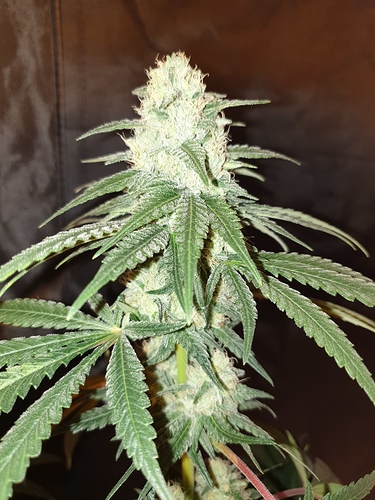 Growreport Bild 22