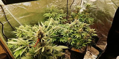 Growreport Bild 3