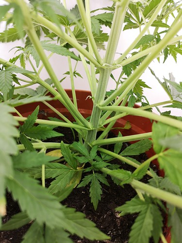 Growreport Bild 5