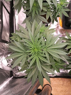 Growreport Bild 7