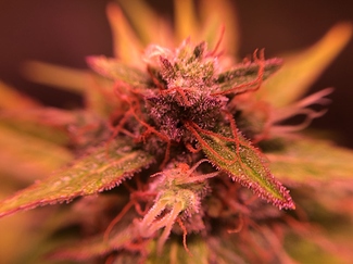 Growreport Bild 29
